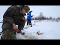 Носим рыбу ведрами. Рыбалка на севере. Косим окуня как можем.