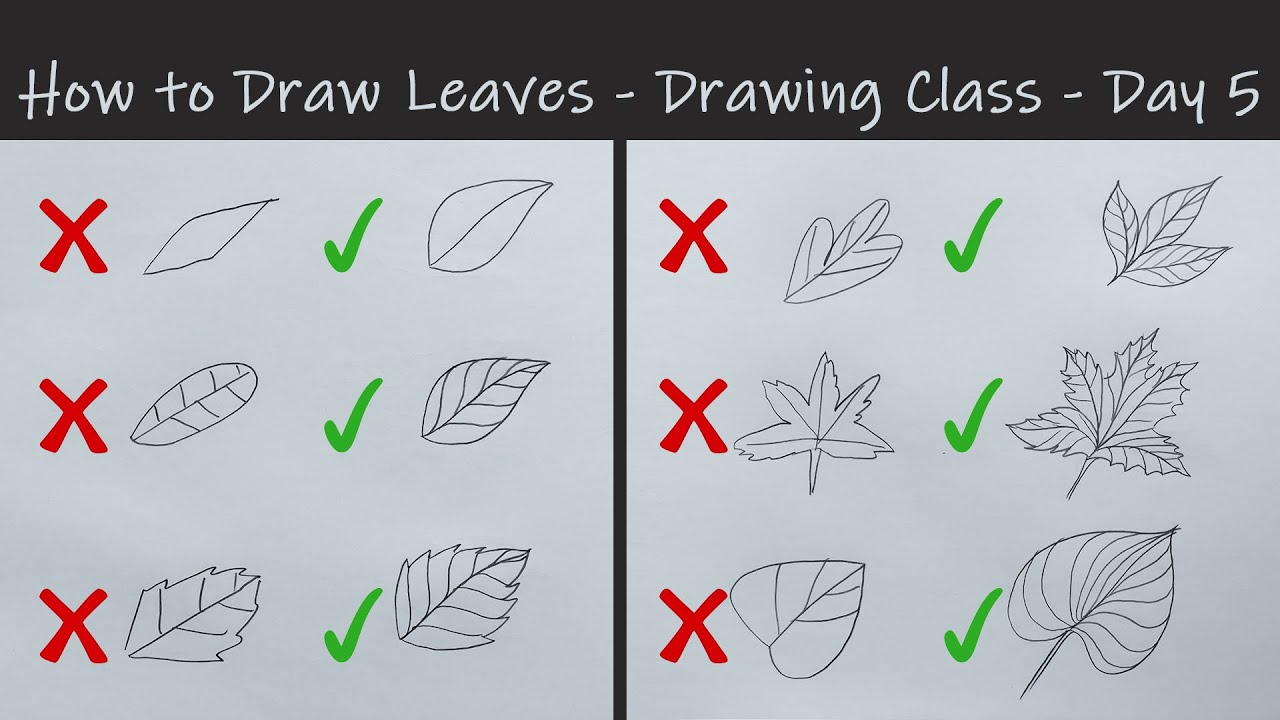 Timber Lesson Drawing Leaf Drawing Lesson