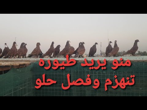 206 يوميات سطح فارس الكربلائي
