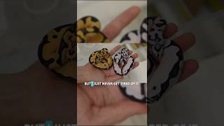 Black and white ball python baby!