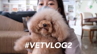 A DAY IN THE LIFE OF VET #VETVLOG2 by Drh. Lavinta Viena 1,379 views 2 years ago 17 minutes