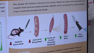 Investigadores de la UAL vinculan una bacteria intestinal con la mejora de la fuerza muscular humana