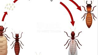 Famous Terminating Termites Top 9 Best Termite Killers Wealth