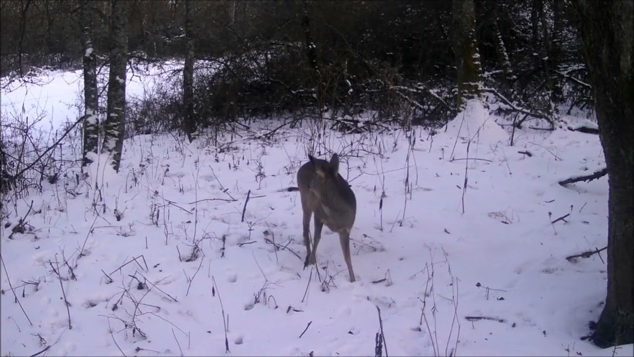 Fotopast - Krušné hory (135)