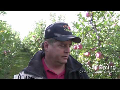 Video: Cameo Apple Tree Care - Kawm Yuav Ua Li Cas Loj hlob Cameo Apples Hauv Tsev