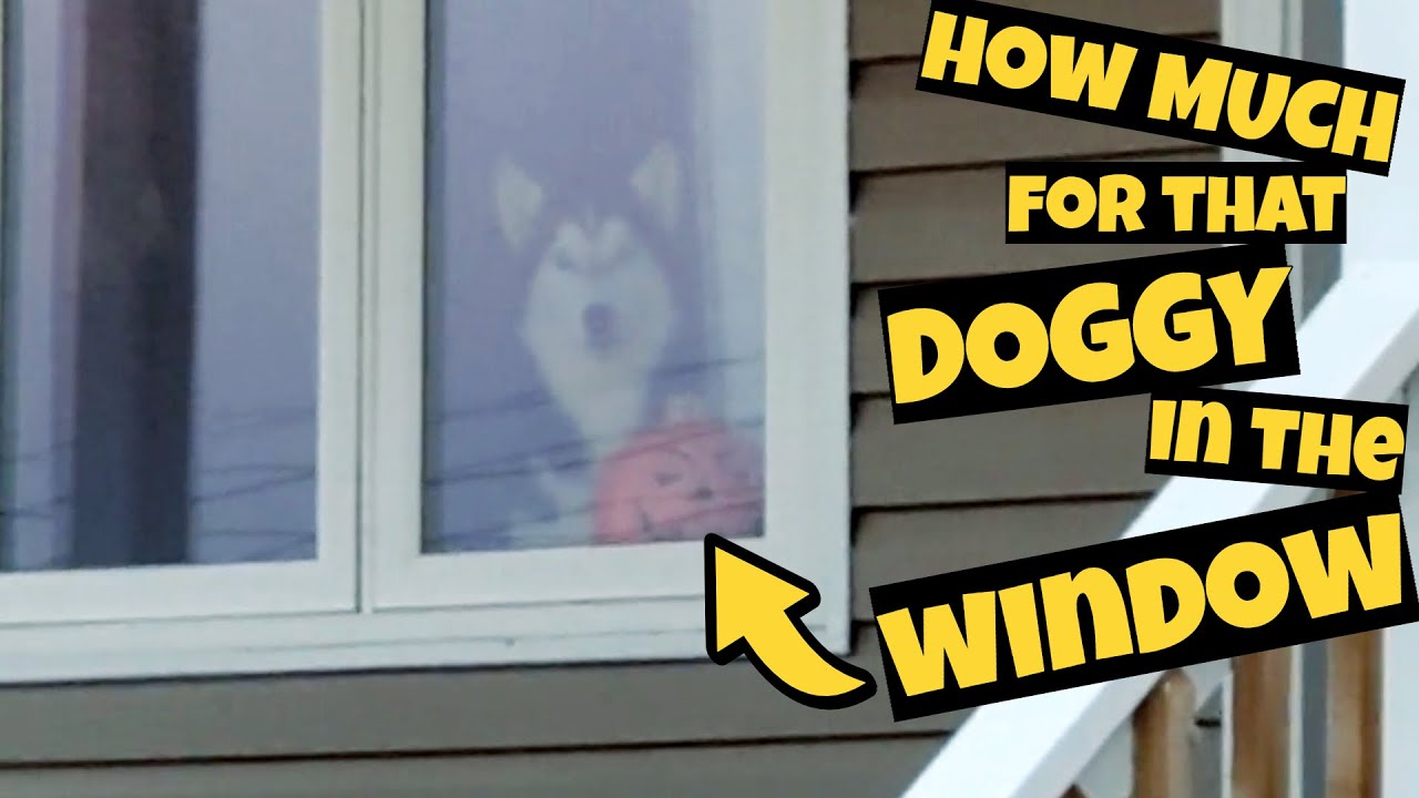 HOW MUCH for that DOGGY in the WINDOW? #dog #husky #vlog - YouTube