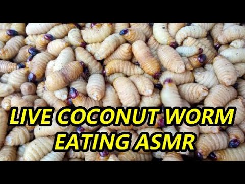 (WARNING: Eating Worm ALIVE) MUKBANG RAW LIVE COCONUT WORM ASMR @EATING SOUND