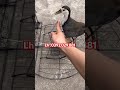 Trọn bộ bẫy bìm bịp giá rẻ #bẫybìmbịp