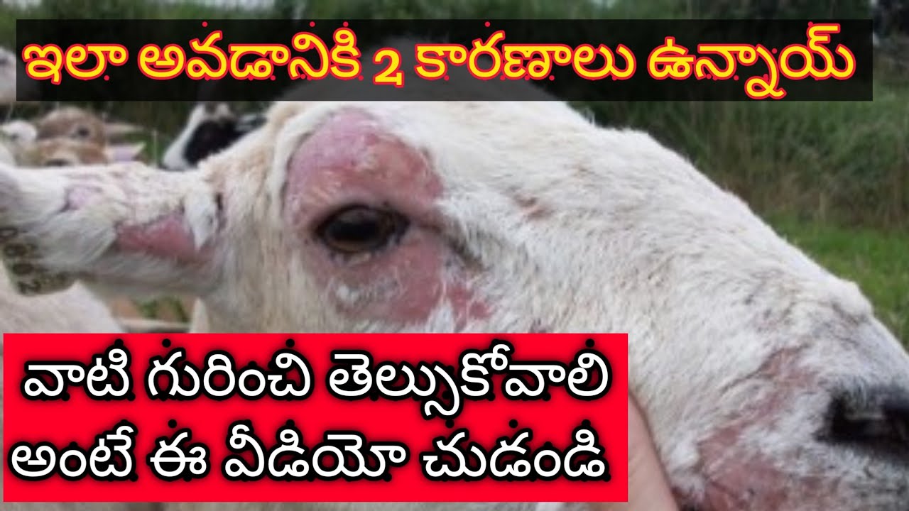 Find out reason behind Ovine Facial Eczema in Sheep and Goat