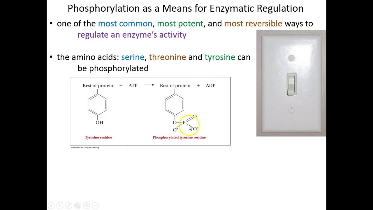 Lecture 7A: Phosphorylation and Zymogens