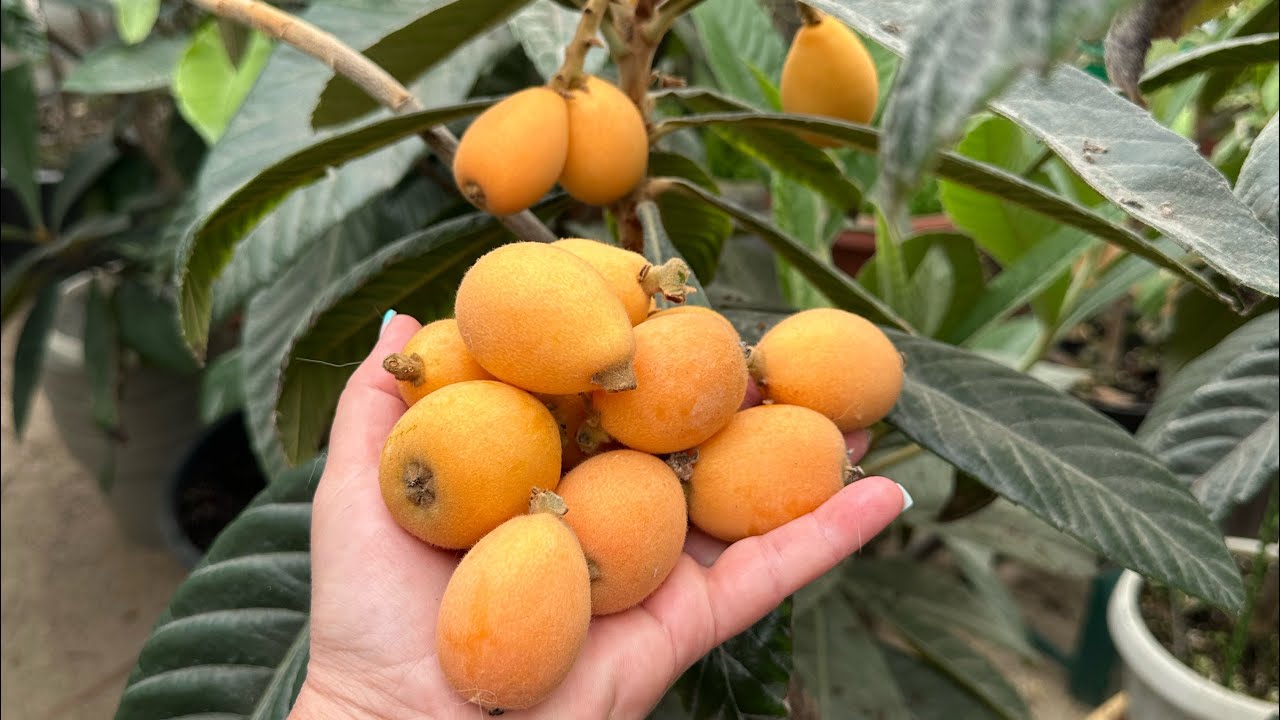 Мушмула японська. Дегустація плодів .