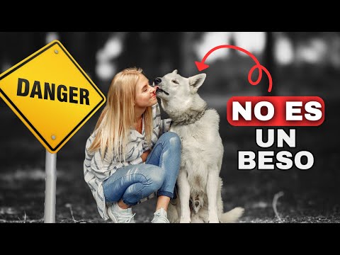 Descubre La VERDAD Detrás De Por Qué Los PERROS TE LAMEN 😨 hqdefault