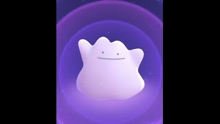 Catching Ditto in the Wild | Pokémon GO