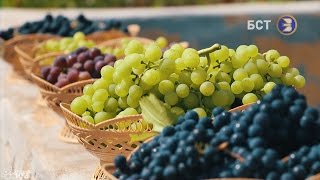 Характеристика виноградной культуры Башкирского региона