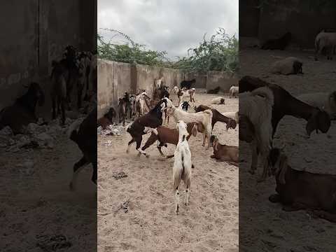 قوة التيس أدهشت الجميع صعد فوق تيس آخر بكل ثقة 