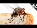 ¿Qué pasa cuando una mosca se para en tu comida? | Discovery en Español