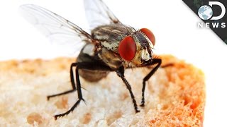 ¿Cuál es la comida favorita de las moscas?