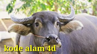 erek erek binatang kerbau mimpi kerbau