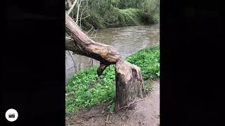 East Budleigh and river Otter stroll