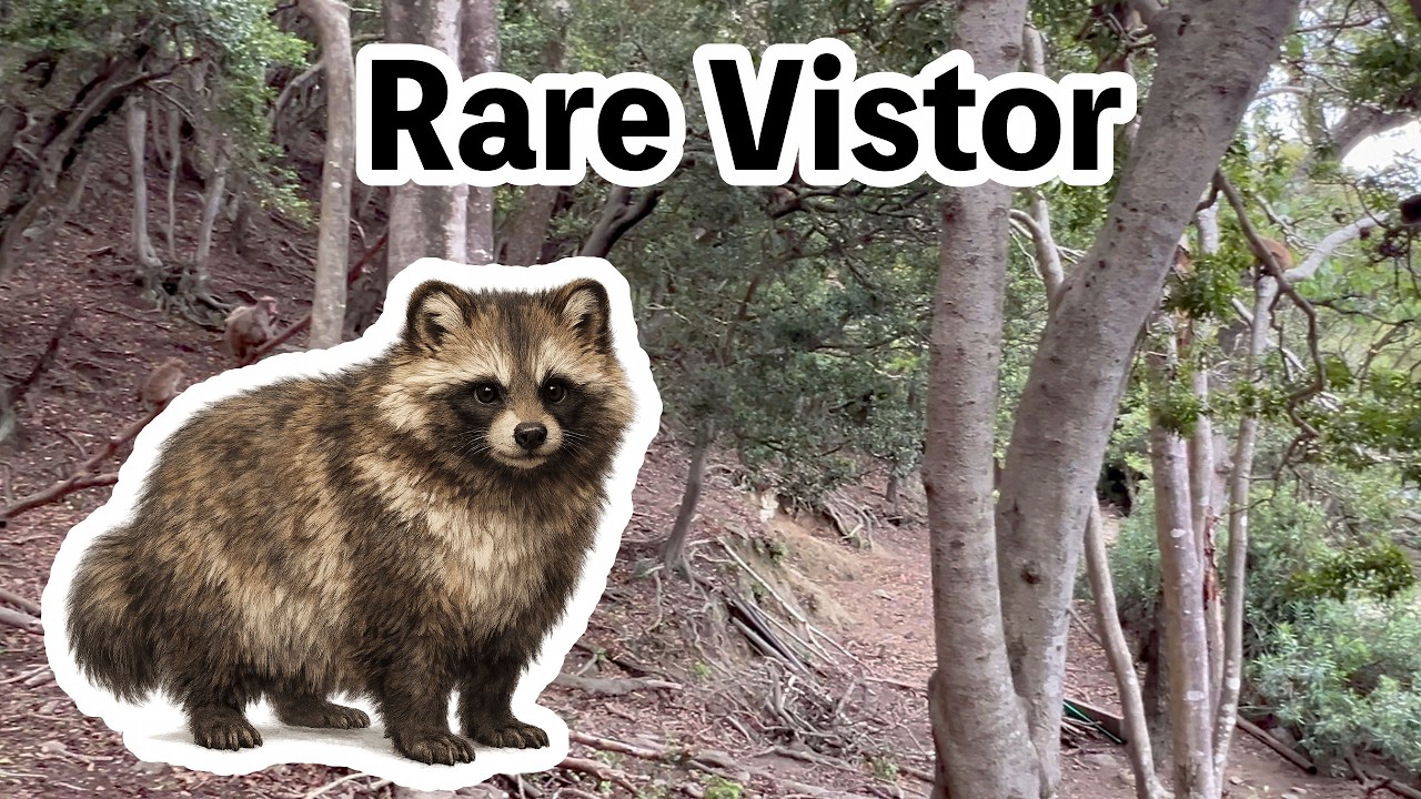 The monkeys went crazy when a tanuki appeared for the first time
