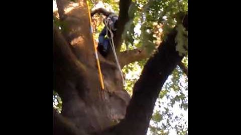 Steve Maxwell cleans up the big oak