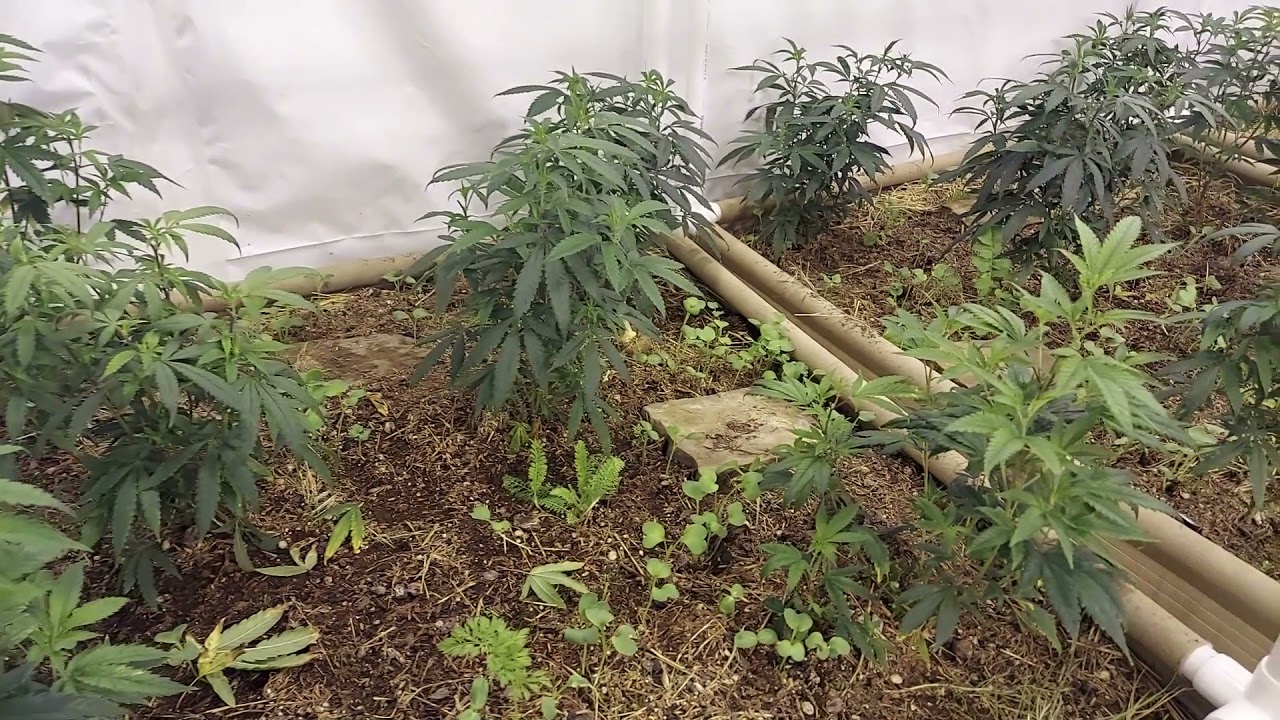 2nd Cycle Living Soil Indoor Garden Update Week 1 Veg