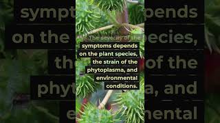 phytoplasma