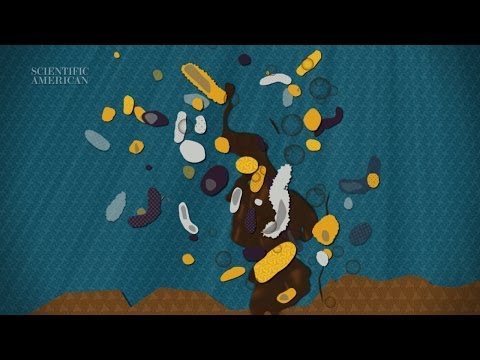 Can Microbes Clean Up Our Oily Mess? - Instant Egghead #58