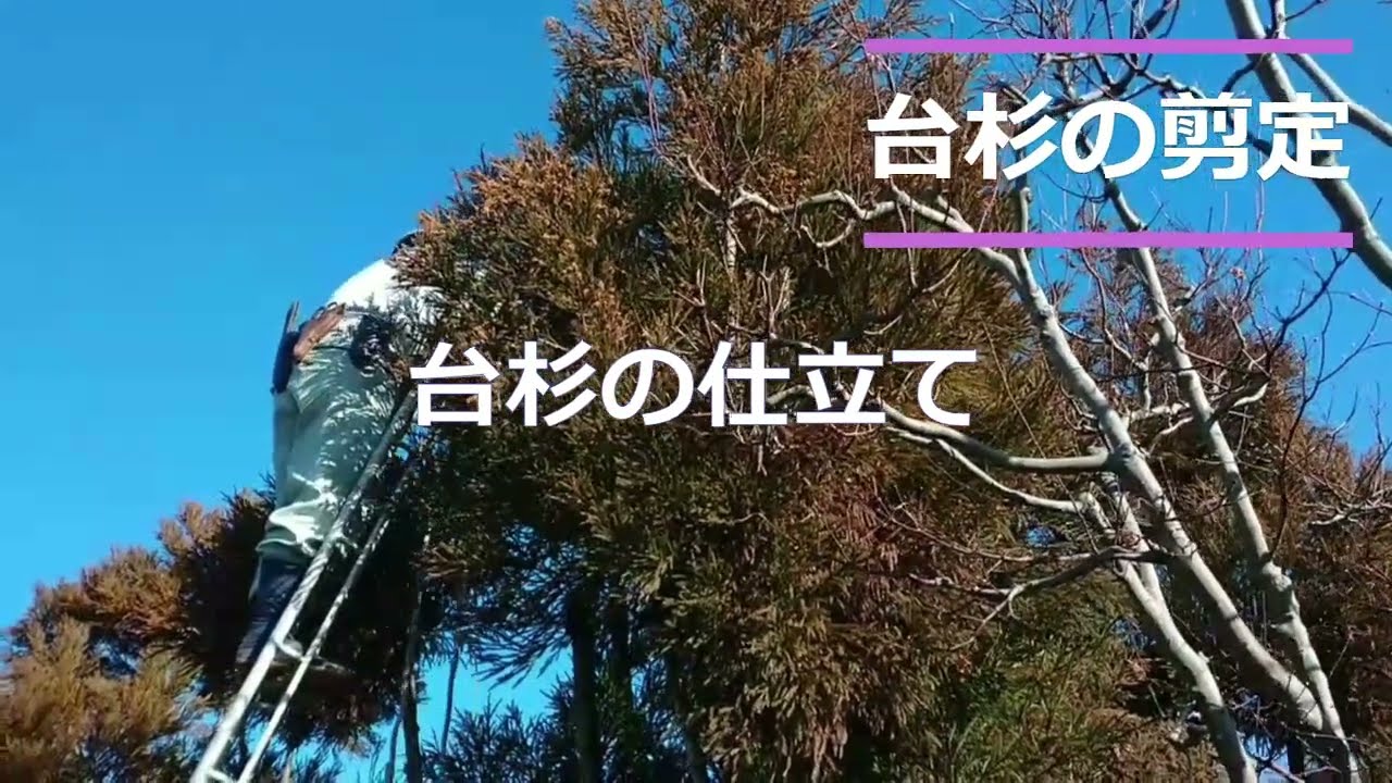 台杉の剪定 #北山台杉 ＃細くて美しい ＃西暦1200年の歴史 ＃台杉の 