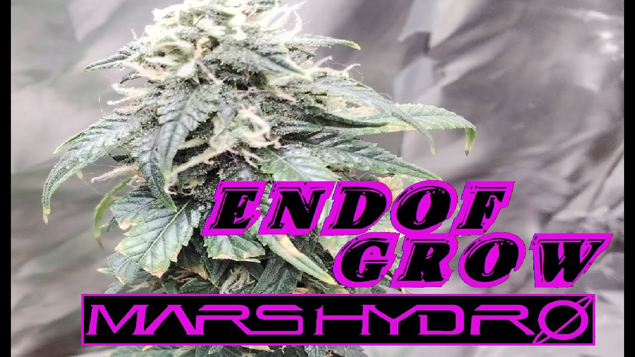 End of My First Weed Grow Last of My Weed Plants Mars Hydro 