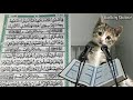 قط صغير يقرأ القرآن الكريم