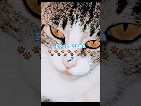 أعلم أنني يجب أن أنام لكن قطط قطط صغيرة شورت