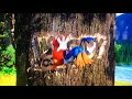 Woody Woodpecker Theme Song 