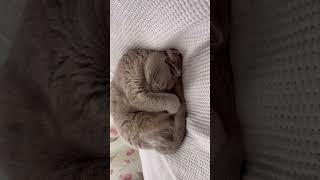Cute British cat Lilu, May, 2026 #shorts #british #cute #may #cat #2026