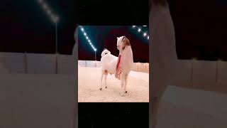 Saudi Arab Big Goats Show