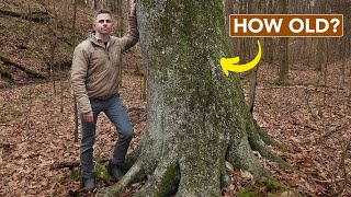 What Does A Mature Forest Look Like?