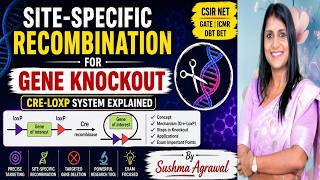 Gene Knockout Using Site-Specific Recombination (Cre-Lox Explained)