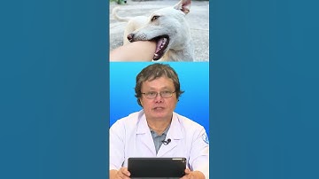 Bị chó cắn thì có cần tiêm huyết thanh với vắc xin dại không? | VNVC