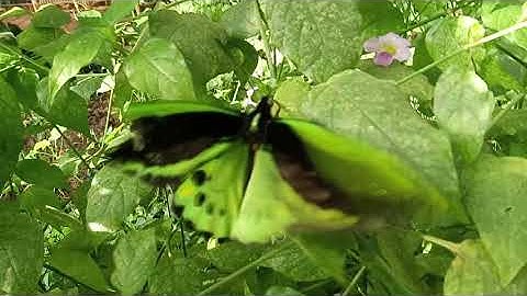 Green butterfly