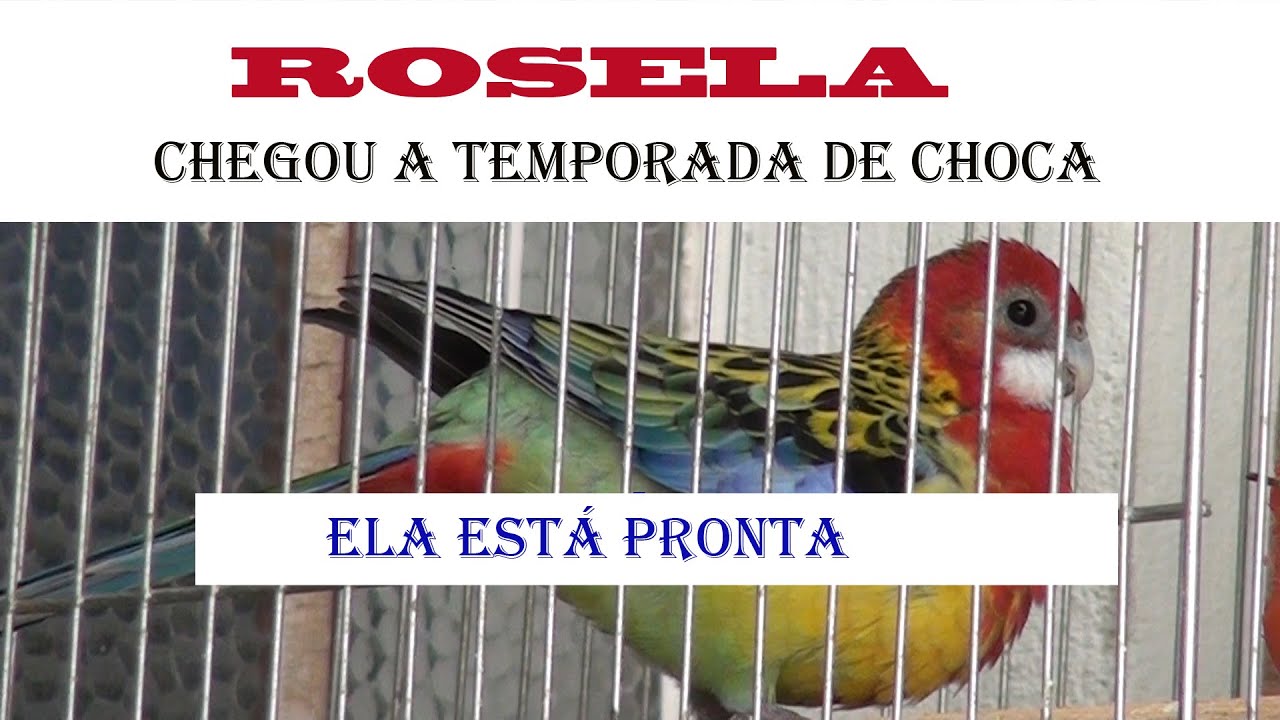 ROSELA: Chegou a temporada de choca ela se aprontou