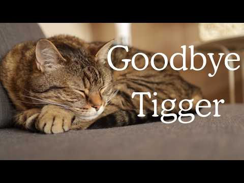 A Silent Tribute of love and grief | cherry blossoms in Brussels |#silentvlog