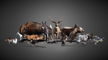 Realistic Animals FULL PACK