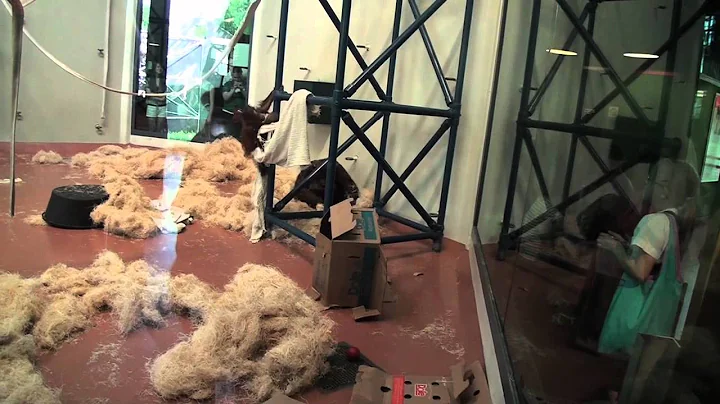 Philadelphia Zoo Baby Boom Series -  Orangutan