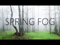 BEAUTIFUL Spring Fog - Living Landscape #3