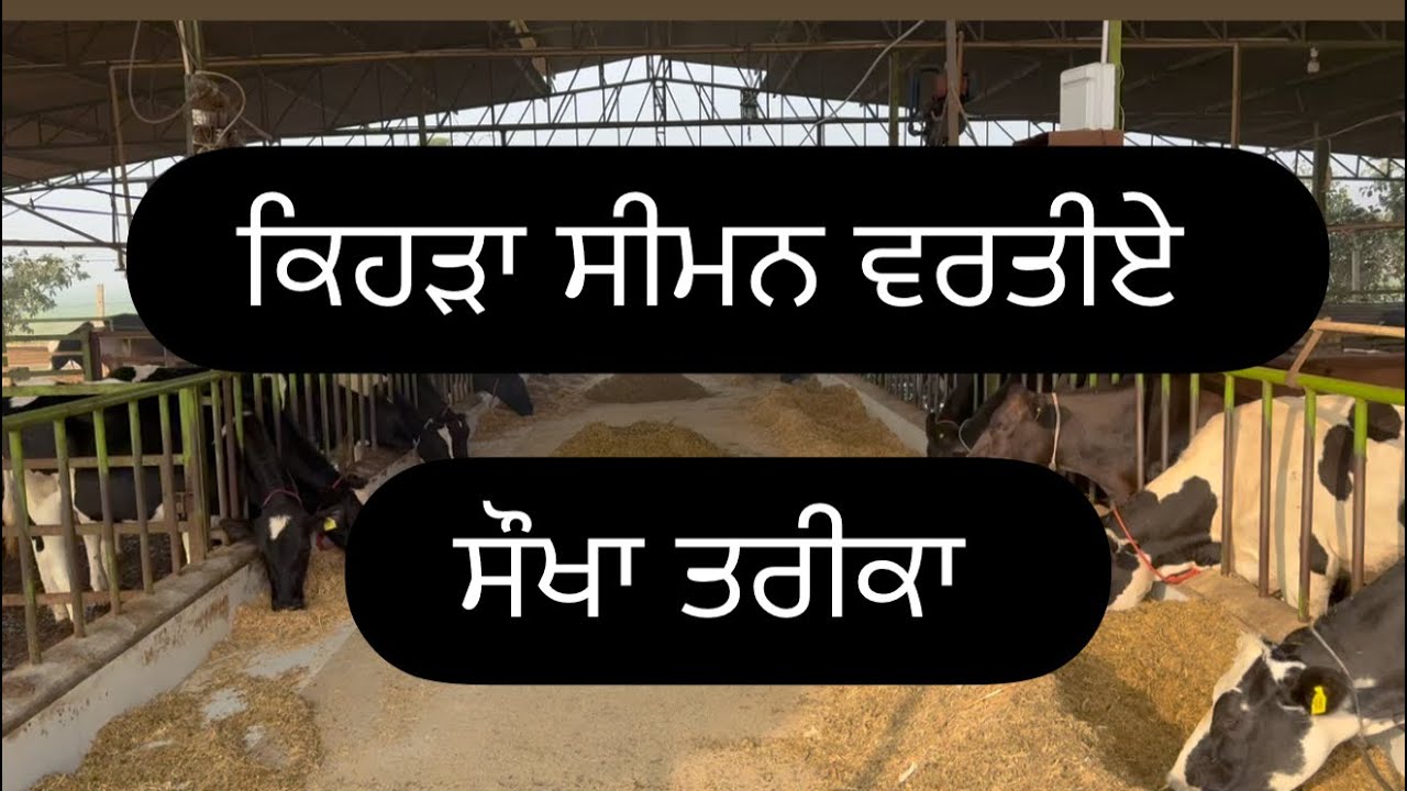 Semen selection for Farm