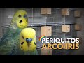 Minha nova criação de PERIQUITOS ARCO-ÍRIS | #BIRDTV