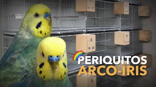 Minha nova criação de PERIQUITOS ARCOÍRIS | #BIRDTV