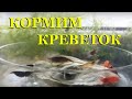 Кормим креветок листьями деревьев и крапивы - мои эксперименты (часть 1)