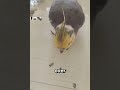 Bird Falls for the Ultimate Fake Seeds 😂🦜 #Shorts