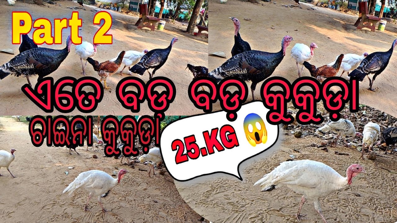 ଚାଇନା କୁକୁଡ଼ା 25.KG ର part 2 ) ଓଡ଼ିଆ vlog video like share subscribe #@AJJUBHAI093 